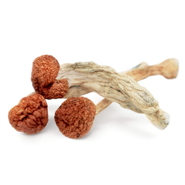 Buy cambodian magic mushrooms UK