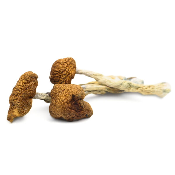 Buy daddy long legs magic mushrooms UK