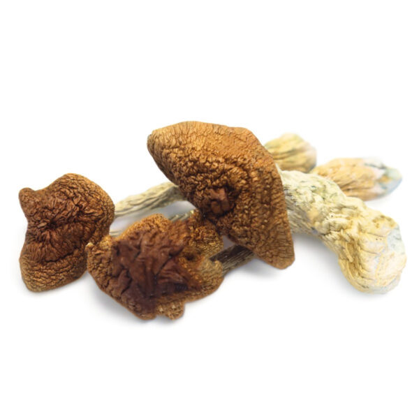 Buy golden teacher magic mushrooms UK