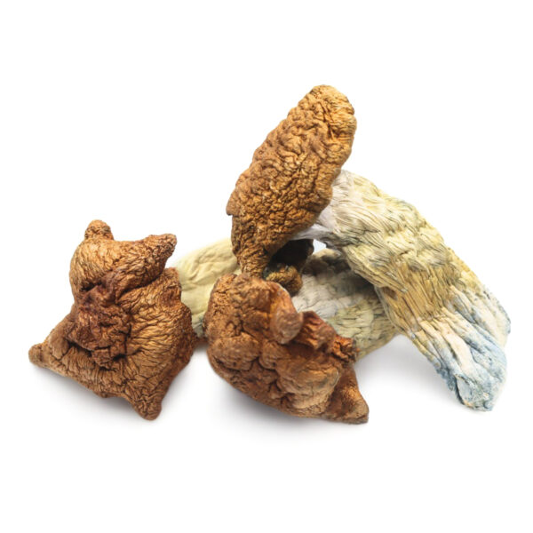 Buy King Kong magic mushrooms