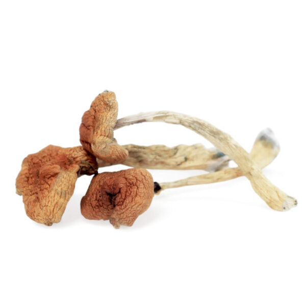 Buy Malabar Coast magic mushrooms UK