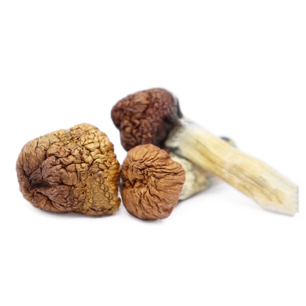 Buy Mazatapec Magic mushrooms