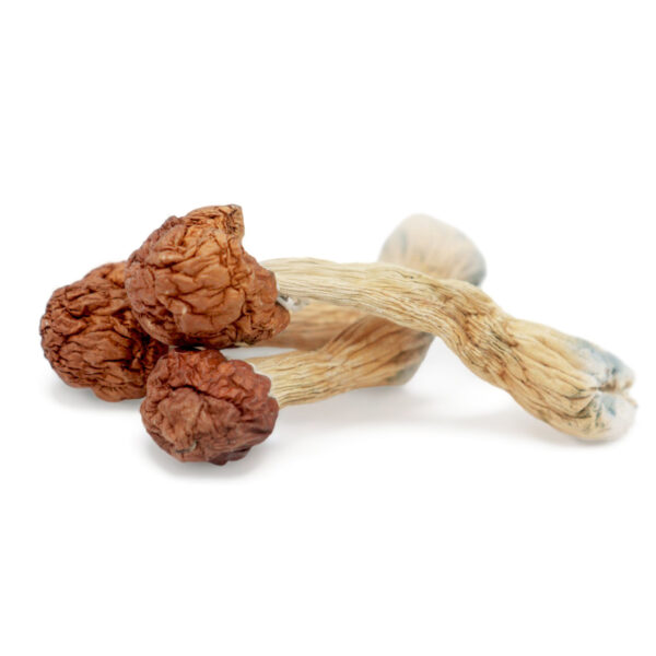 Buy Melmac Penis envy magic mushrooms