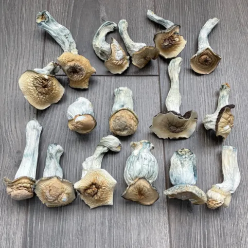 Buy Penis envy magic mushrooms UK