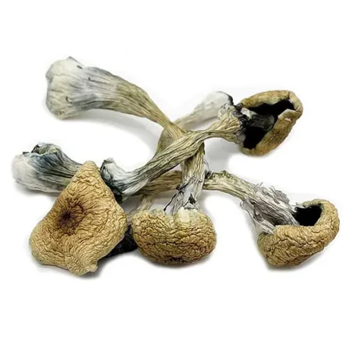 Buy Treasure coast mushrooms