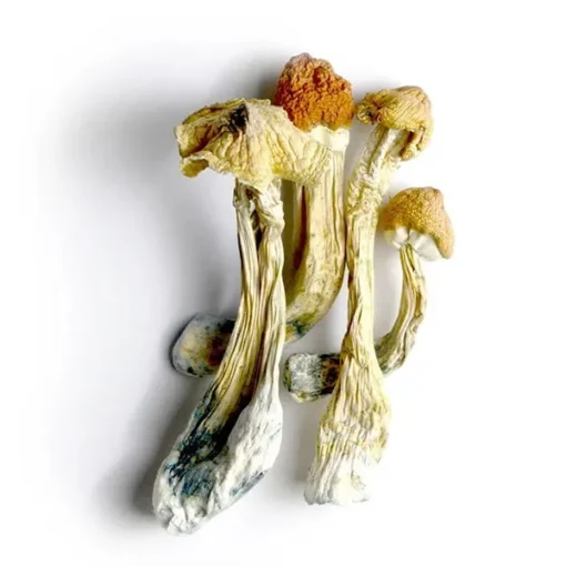 buy Tri colour ecuadorian mushrooms UK