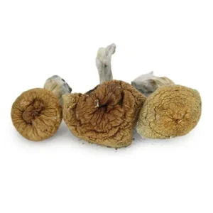 Buy Z strain magic mushrooms UK