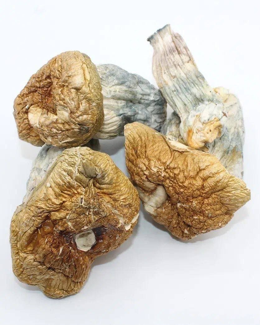 Golden Teacher Magic Mushrooms - Image 3