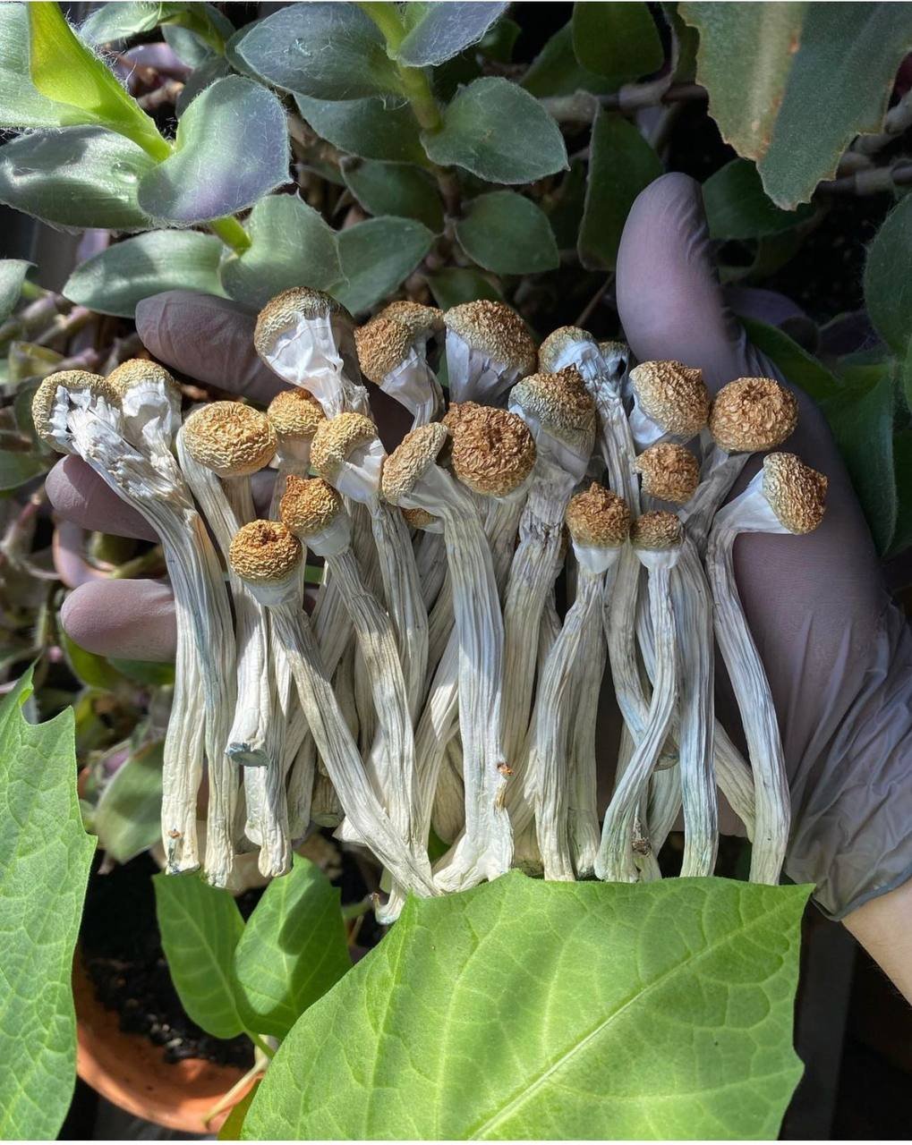 Golden Teacher Magic Mushrooms - Image 2