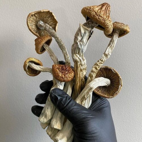 Golden Teacher Magic Mushrooms