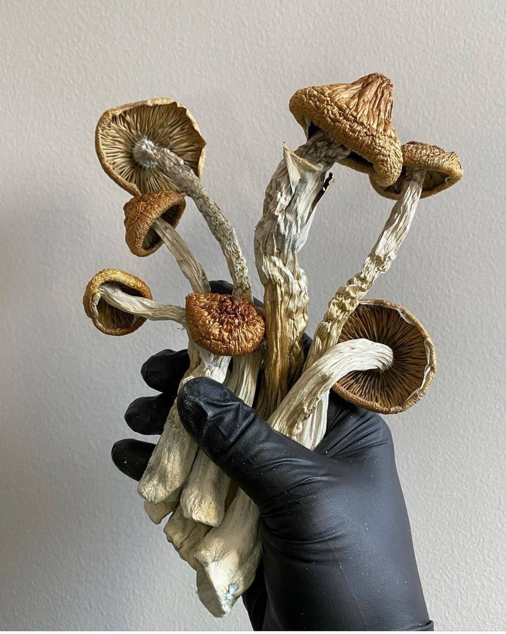 Golden Teacher Magic Mushrooms