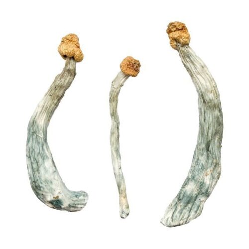 Keepers Creeper Magic Mushrooms
