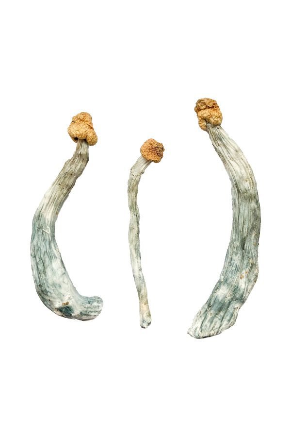 Keepers Creeper Magic Mushrooms