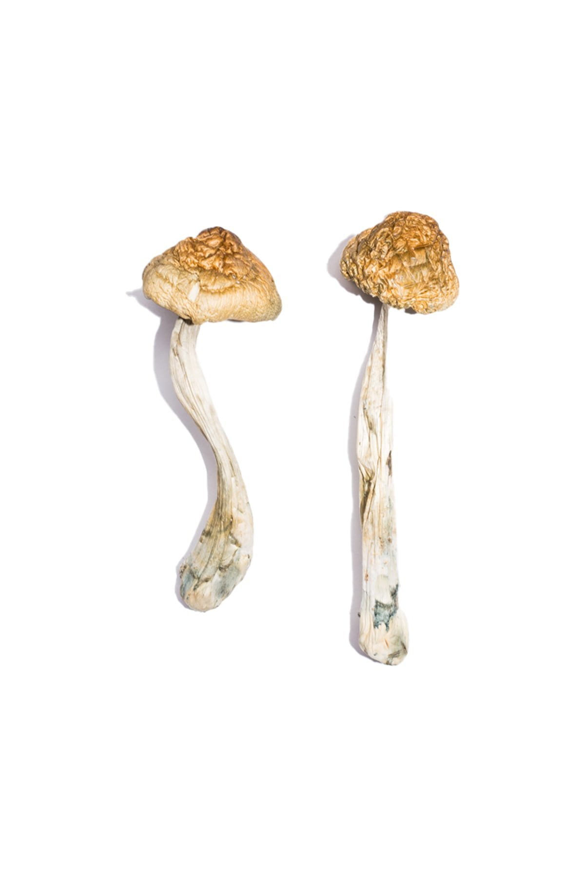 McKennaii Magic Mushrooms - Image 2