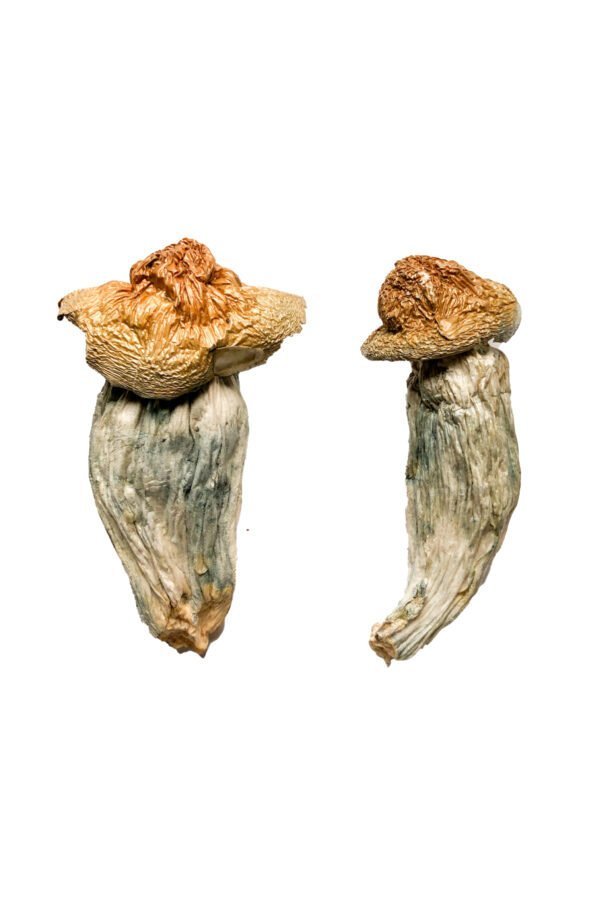Melmac (Homestead Penis Envy) Magic Mushrooms - Image 2