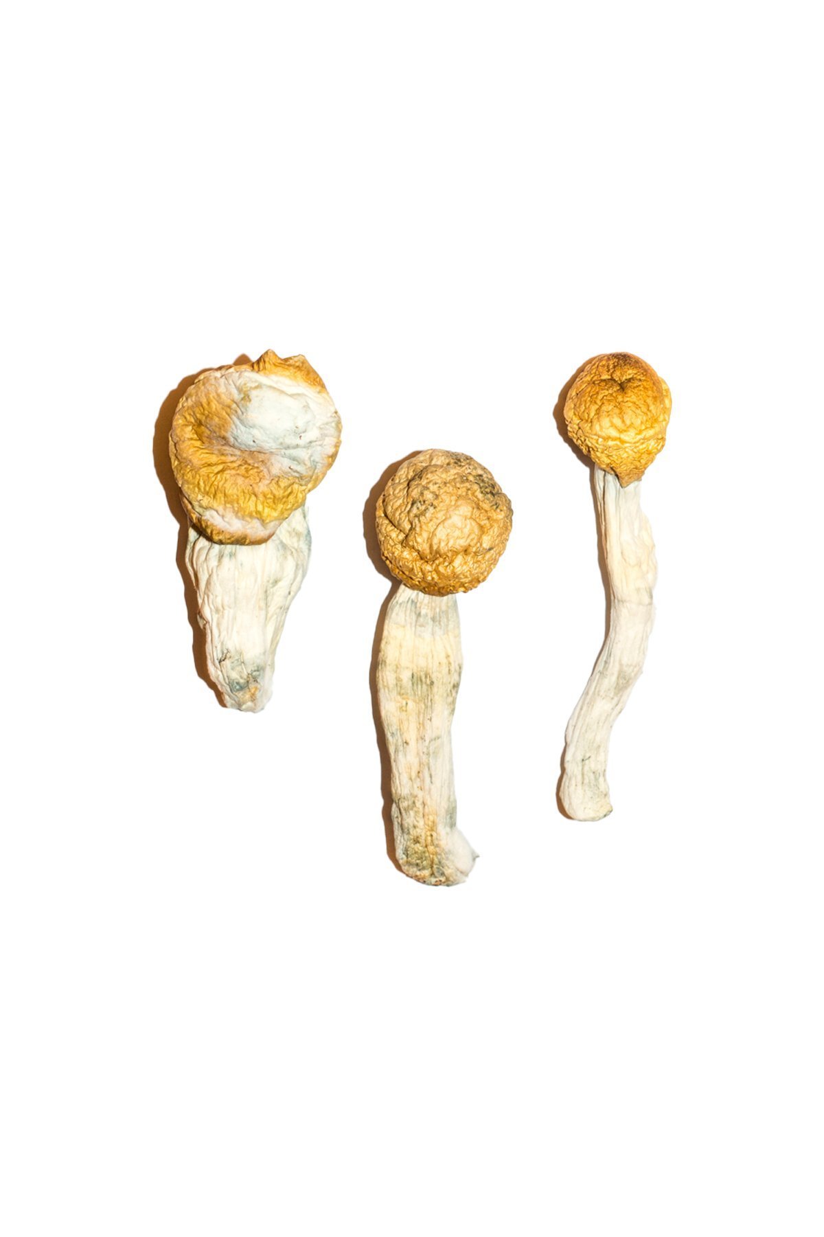 Penis Envy Magic Mushrooms - Image 2
