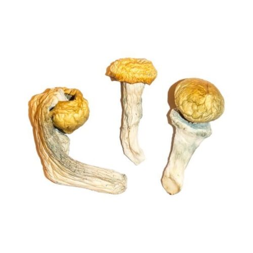 Penis Envy Magic Mushrooms